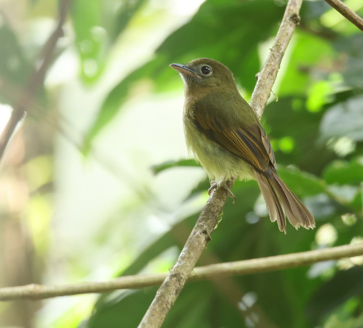 Fulvous-breasted Flatbill - ML643368497