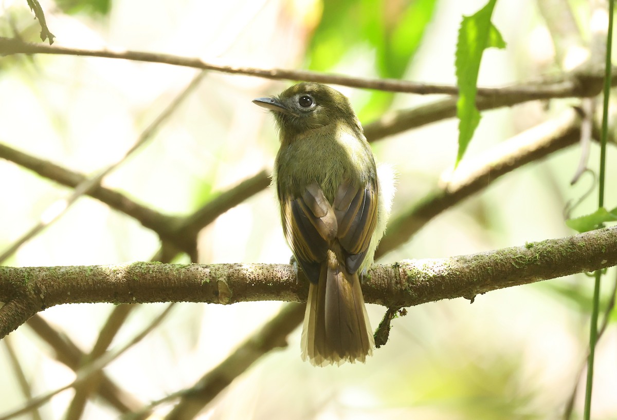 Fulvous-breasted Flatbill - ML643368498