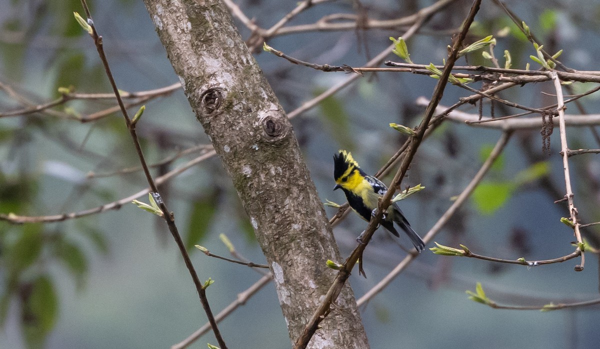 Mésange à dos tacheté - ML643368501