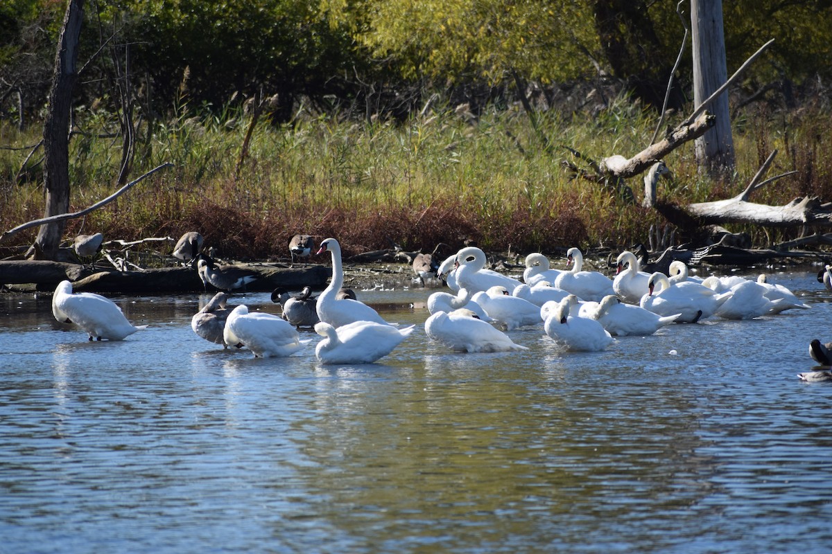 Höckerschwan - ML643368505
