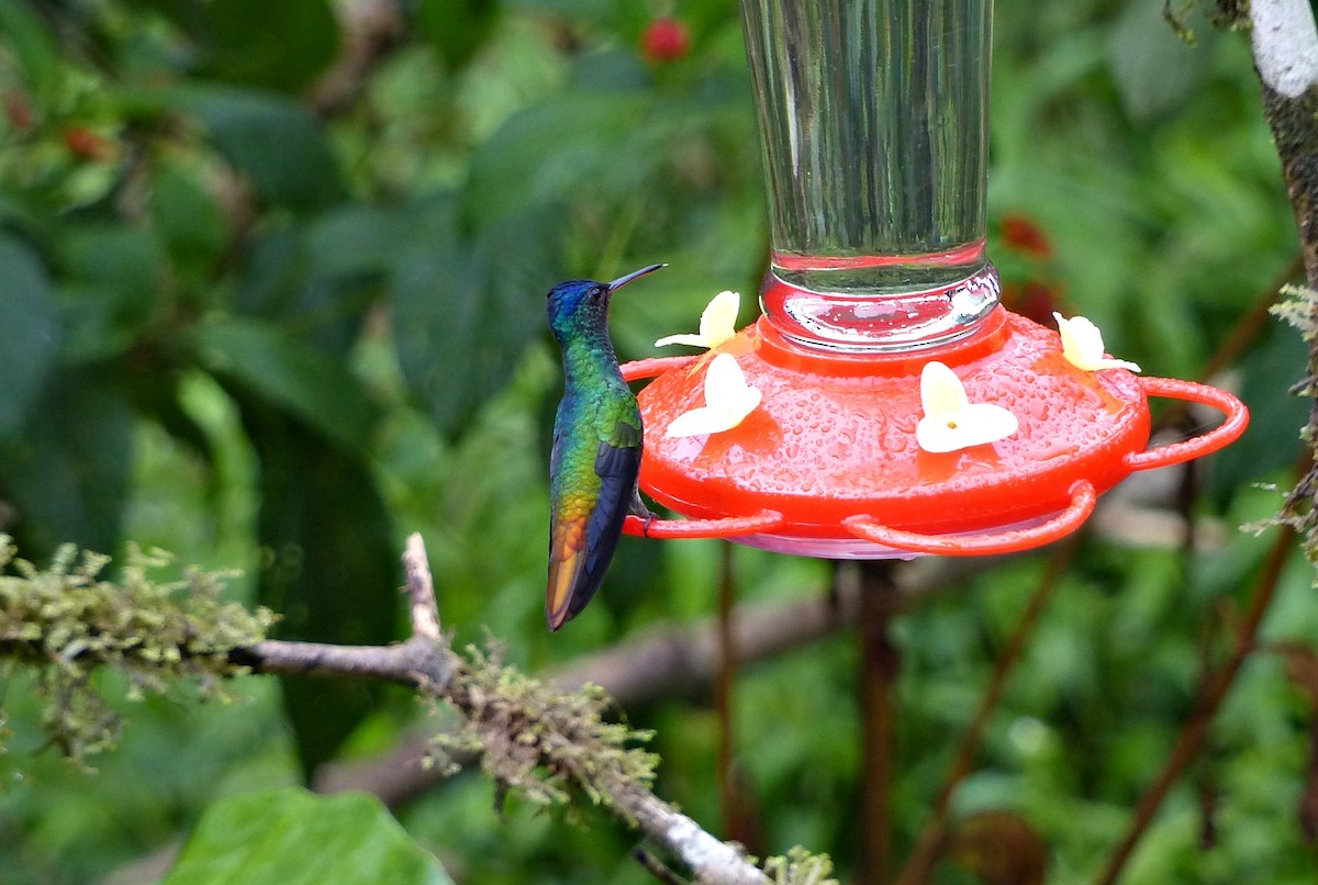 Golden-tailed Sapphire - ML643368524