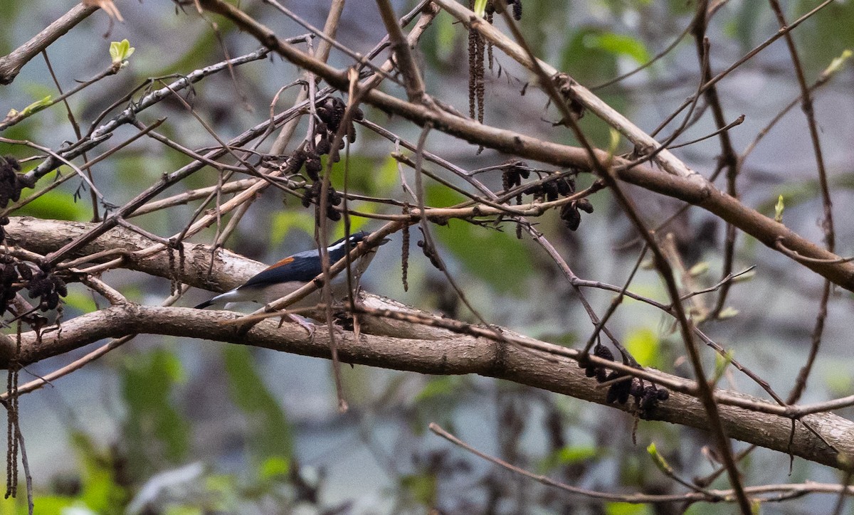 White-browed Shrike-Babbler (Chestnut-winged) - ML643368525