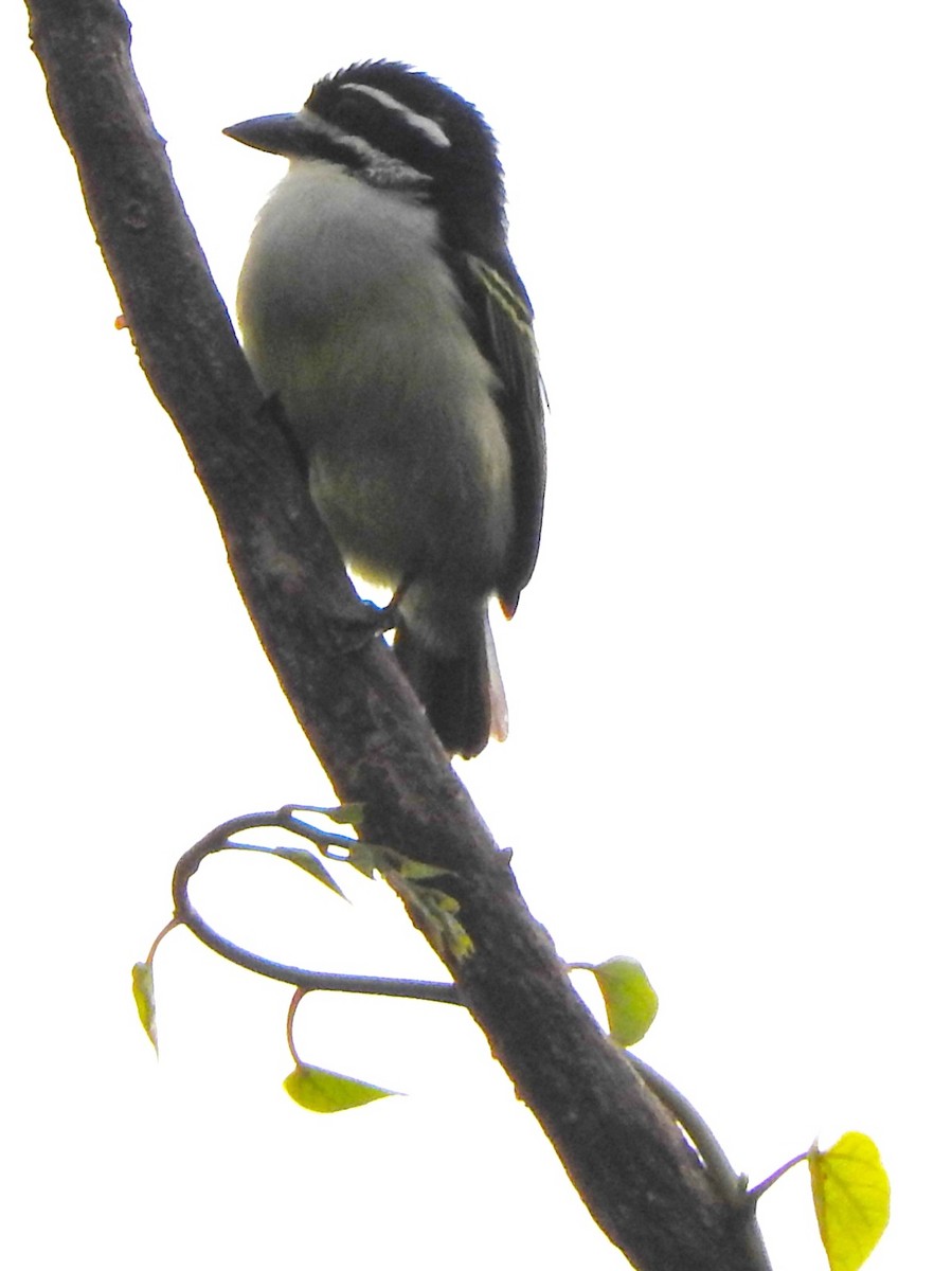 Yellow-rumped Tinkerbird - ML643368543