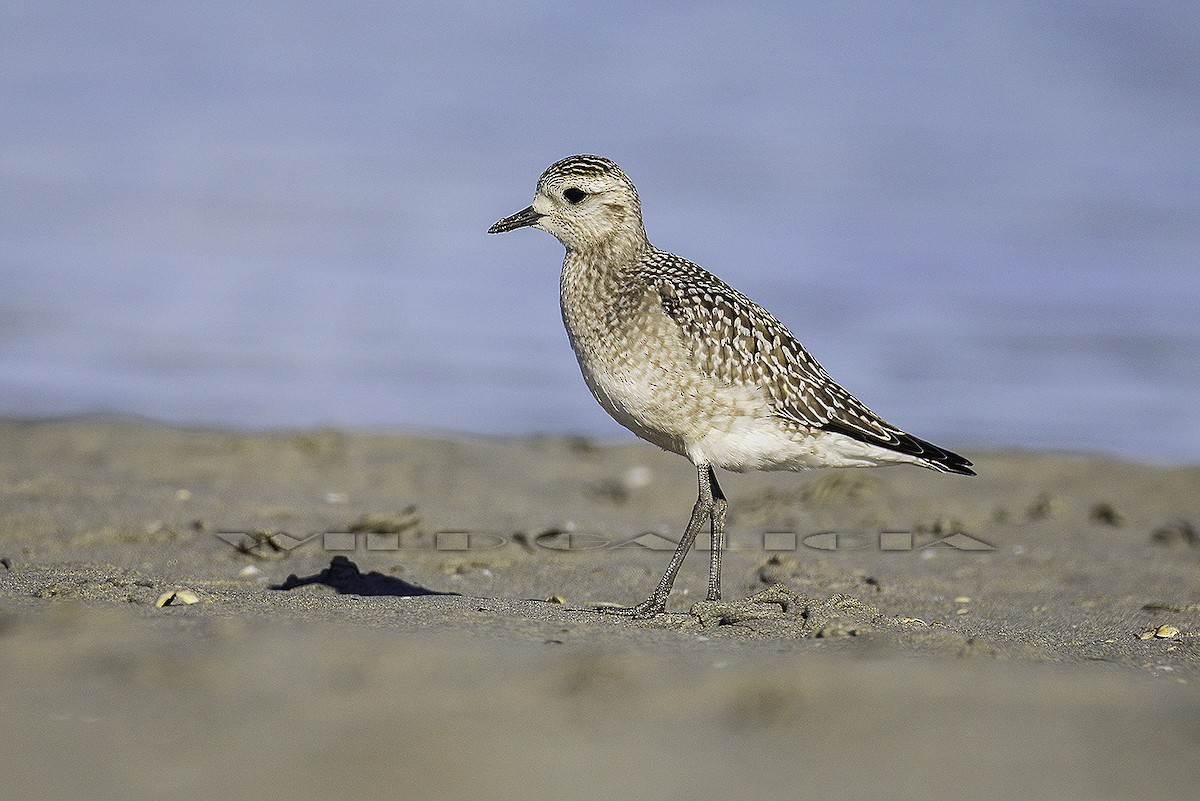 kulík hnědokřídlý - ML643368544