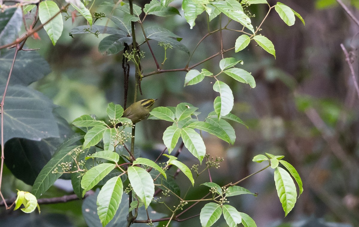 Yellow-vented Warbler - ML643368563
