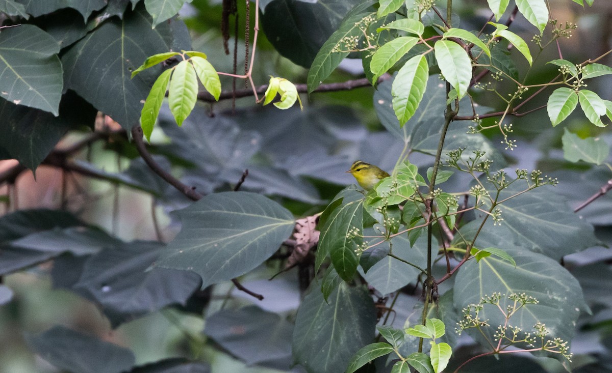 Yellow-vented Warbler - ML643368564