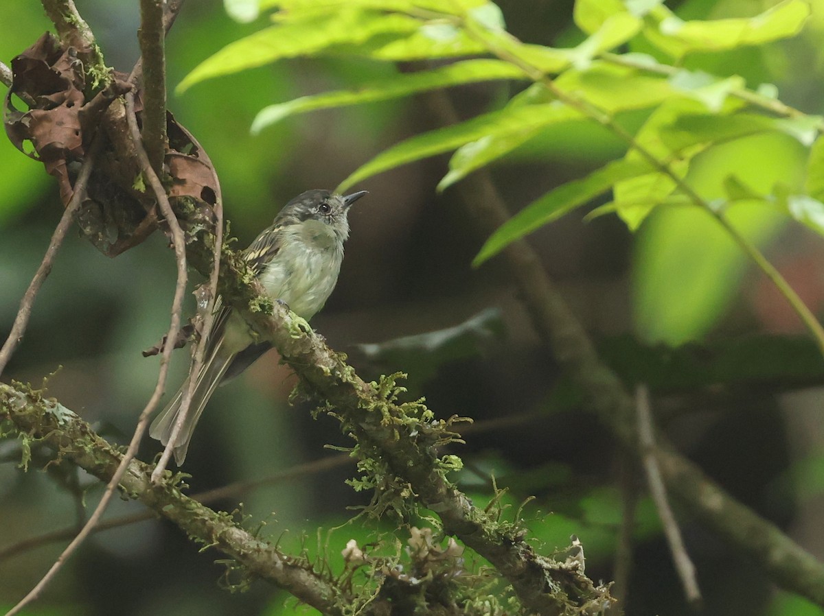 Slaty-capped Flycatcher - ML643368575
