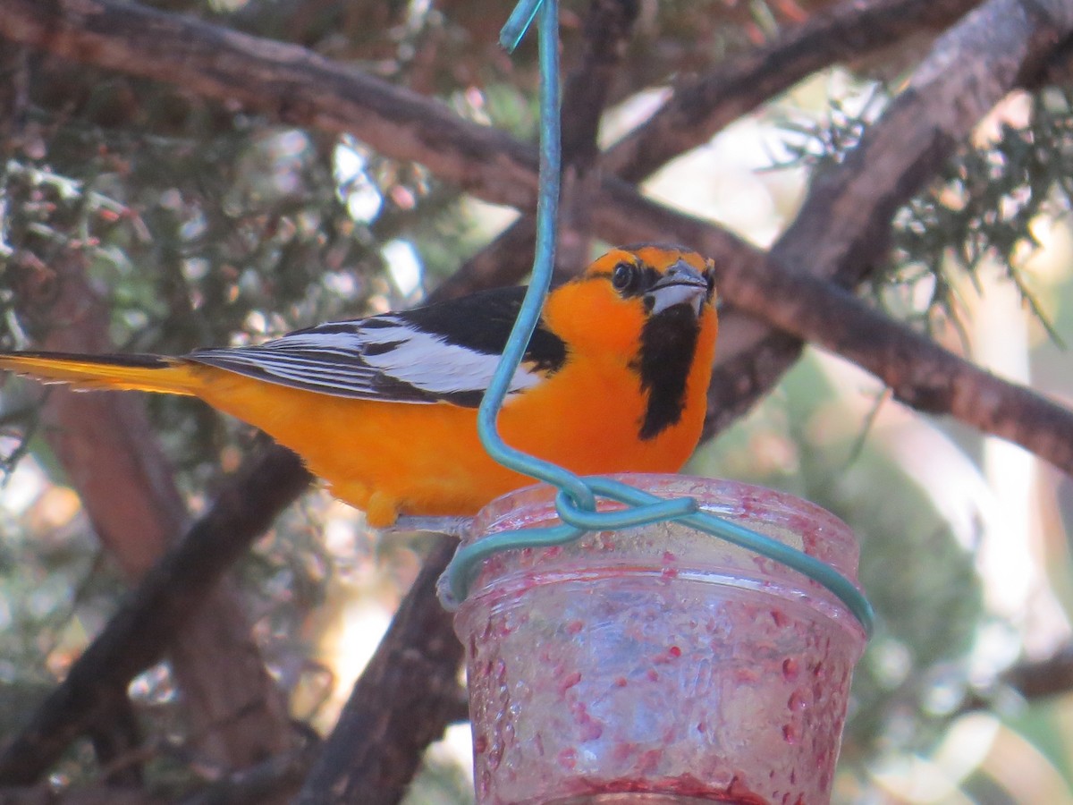 Bullock's Oriole - ML643368576