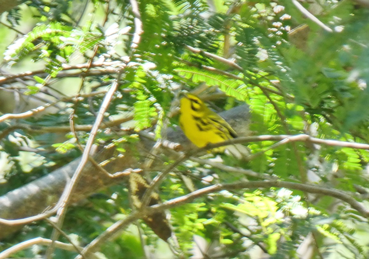 Prairie Warbler - ML643368578