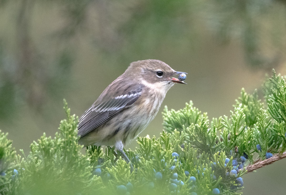 Yellow-rumped Warbler - ML643368579