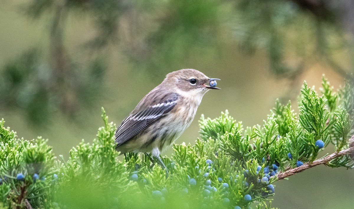 Yellow-rumped Warbler - ML643368580