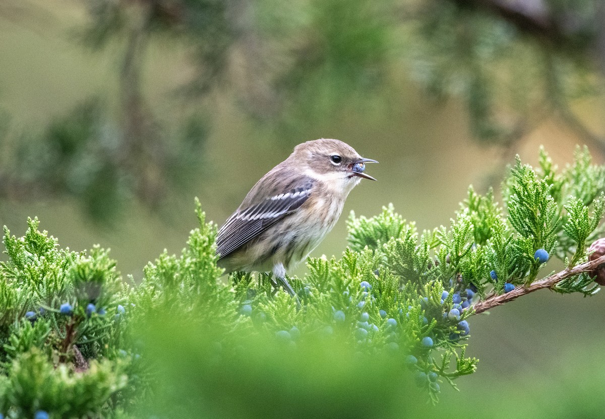 Yellow-rumped Warbler - ML643368581