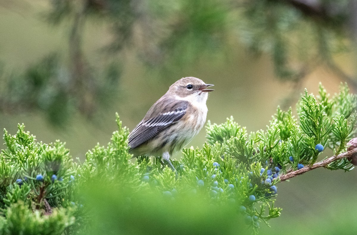 Yellow-rumped Warbler - ML643368582