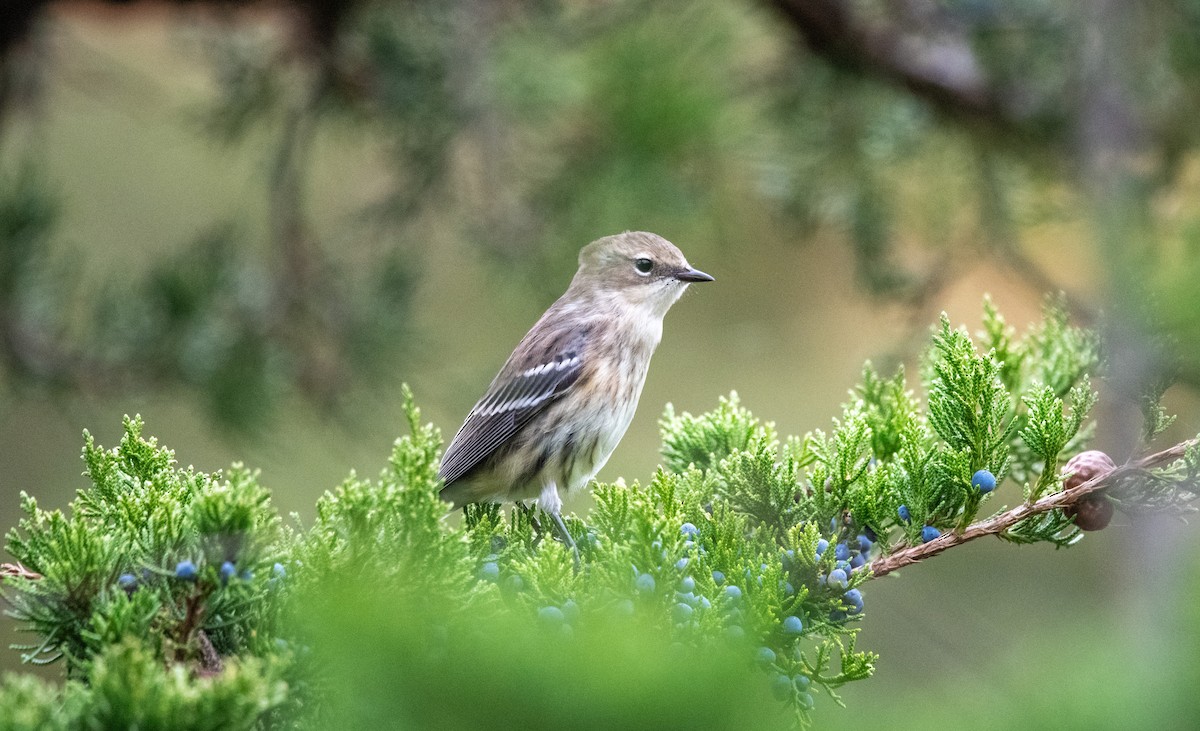 Yellow-rumped Warbler - ML643368583