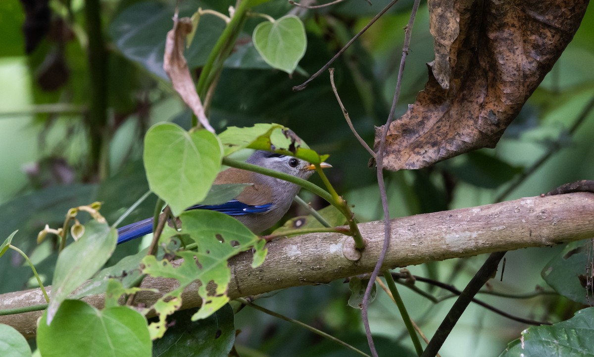 Blue-winged Minla - ML643368589