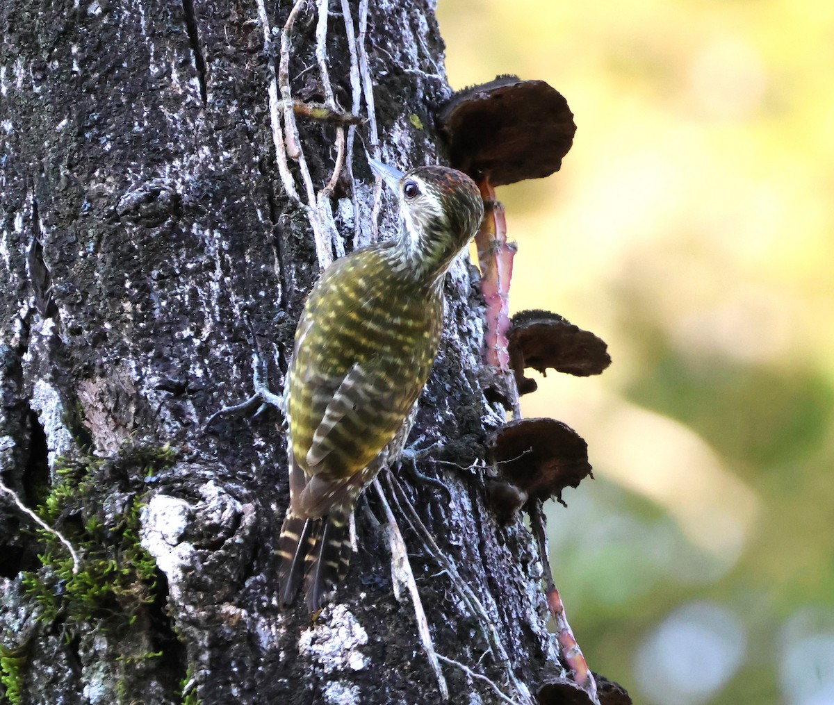 White-spotted Woodpecker - ML643368590