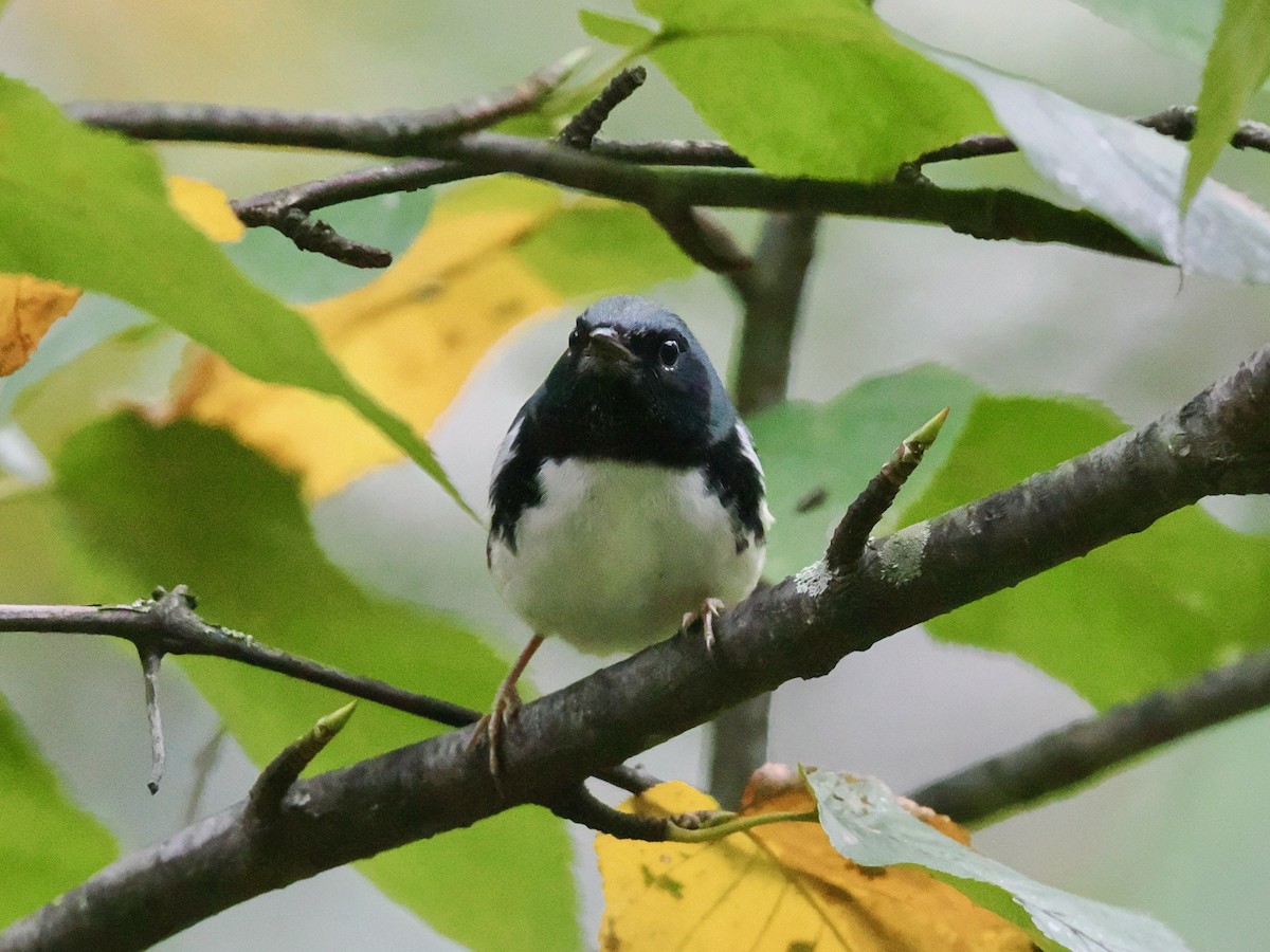 Black-throated Blue Warbler - ML643368592