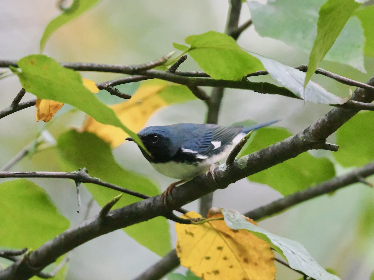 Black-throated Blue Warbler - ML643368594