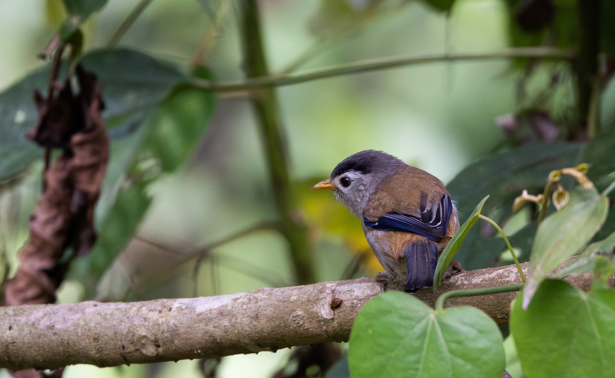 Blue-winged Minla - ML643368595