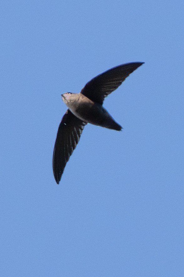 Chimney Swift - ML643368612