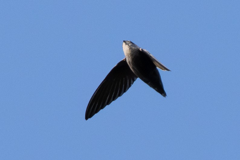 Chimney Swift - ML643368613