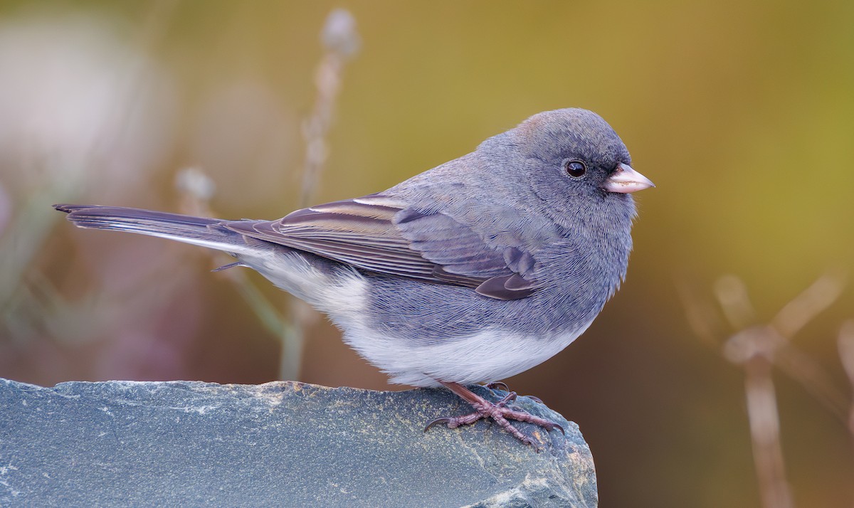 Dark-eyed Junco - ML643368614