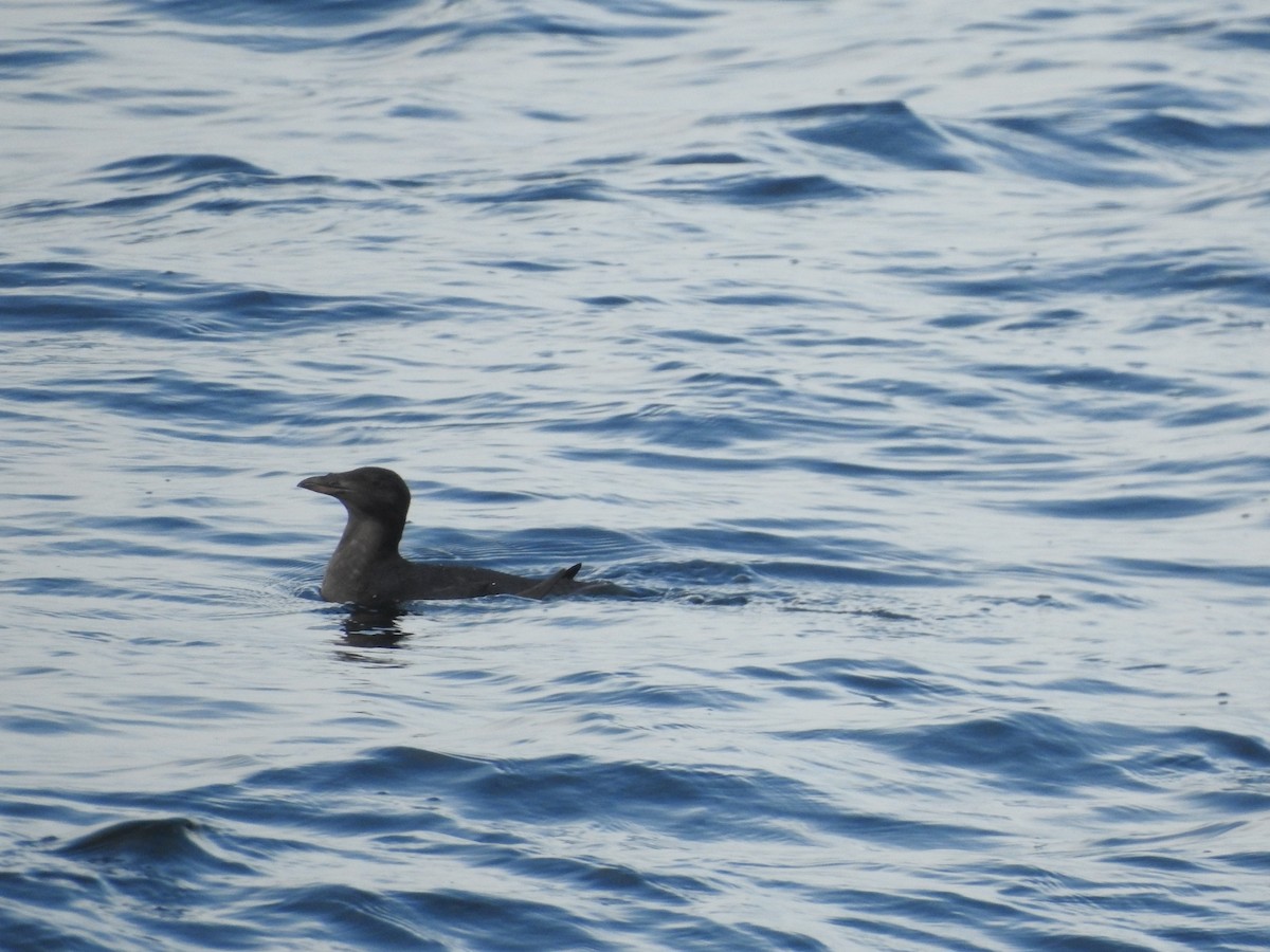 ウトウ - ML643368616