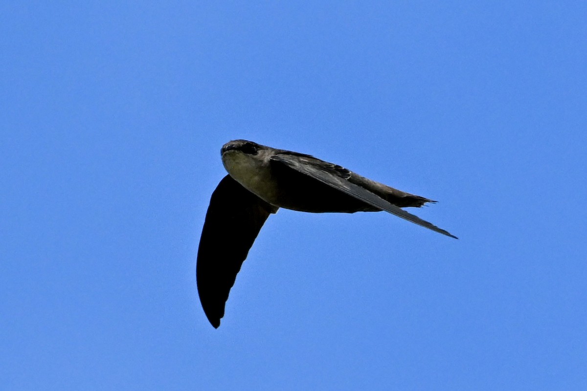 Chimney Swift - ML643368618