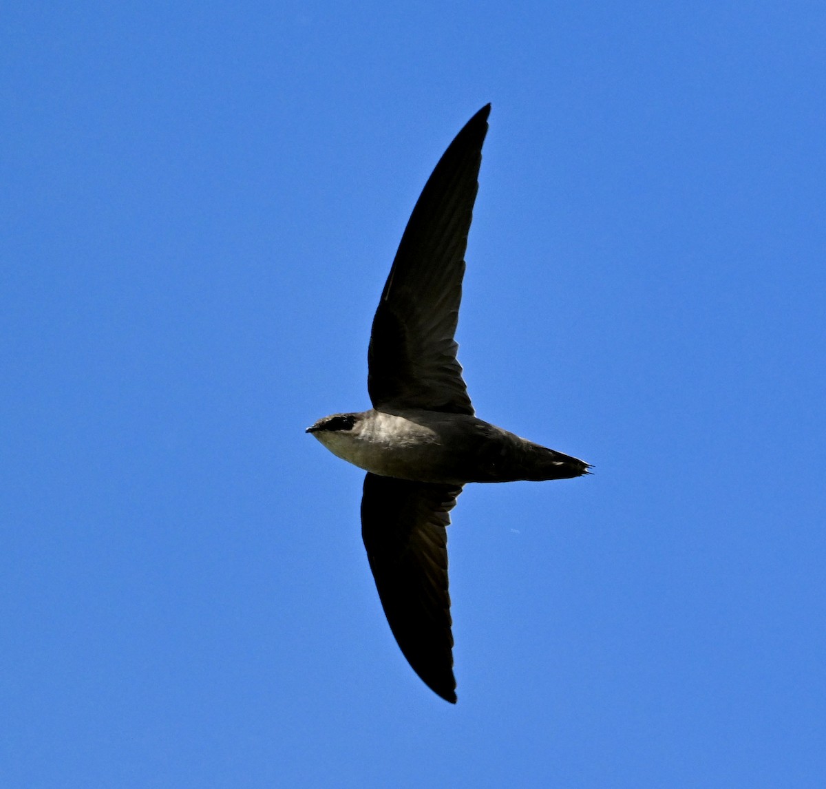 Chimney Swift - ML643368619