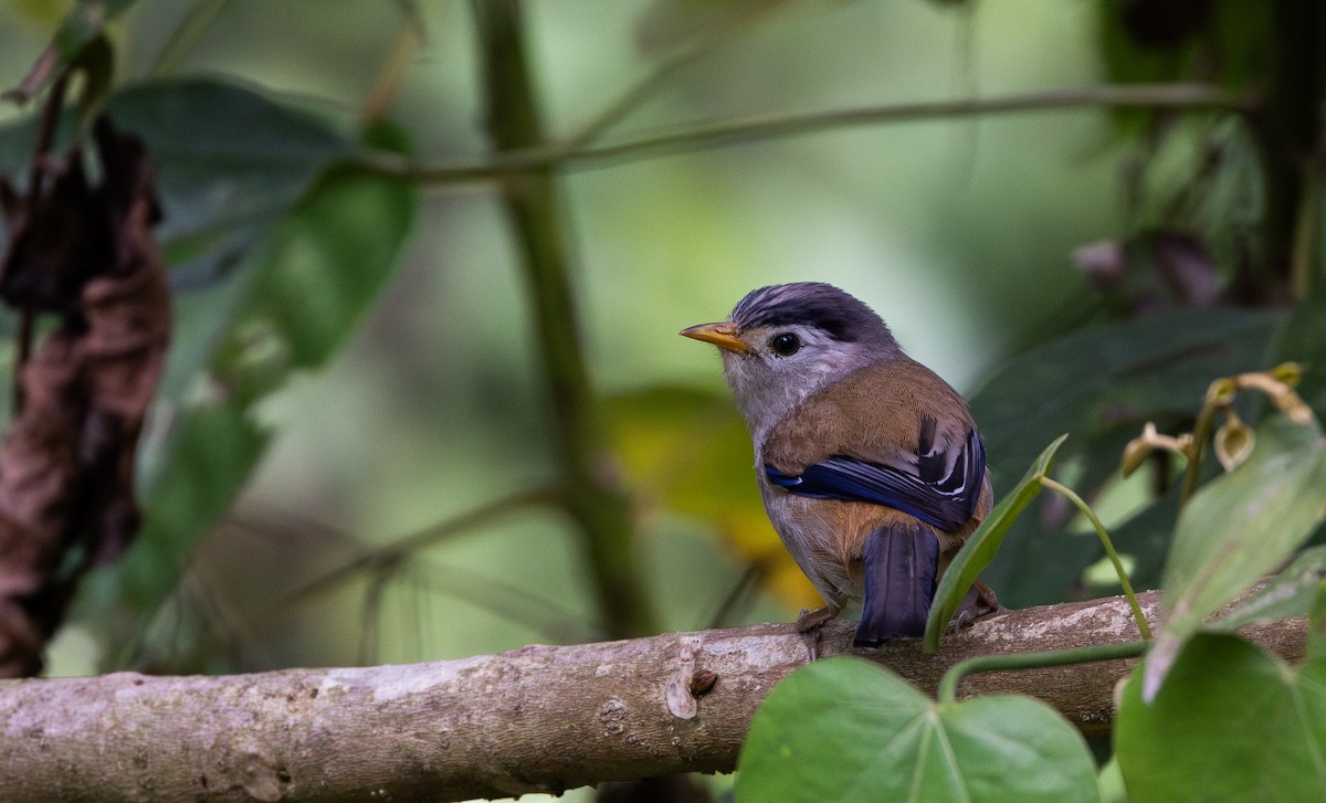 Blue-winged Minla - ML643368635
