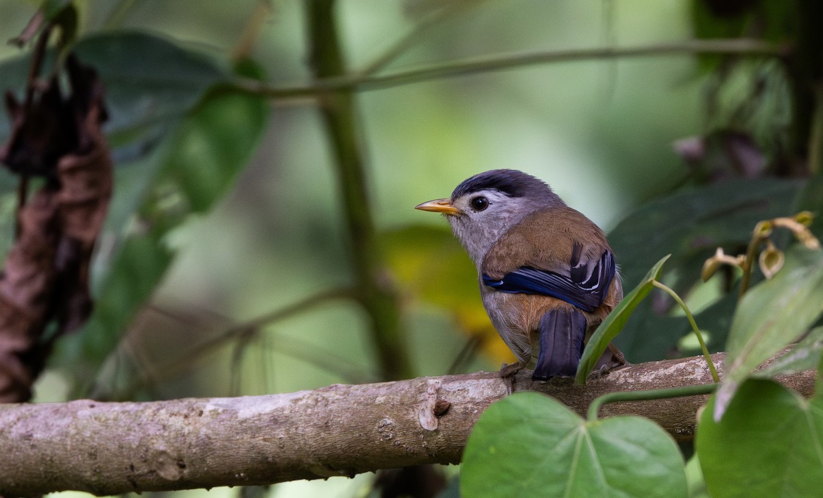 Blue-winged Minla - ML643368636