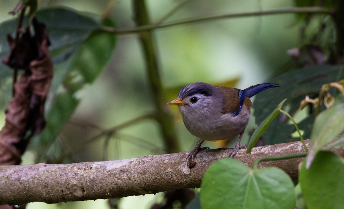 Blue-winged Minla - ML643368639