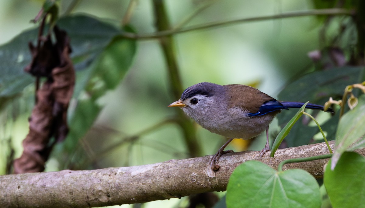 Blue-winged Minla - ML643368649