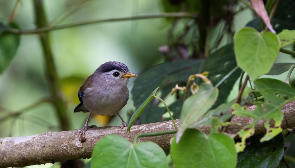 Blue-winged Minla - ML643368650