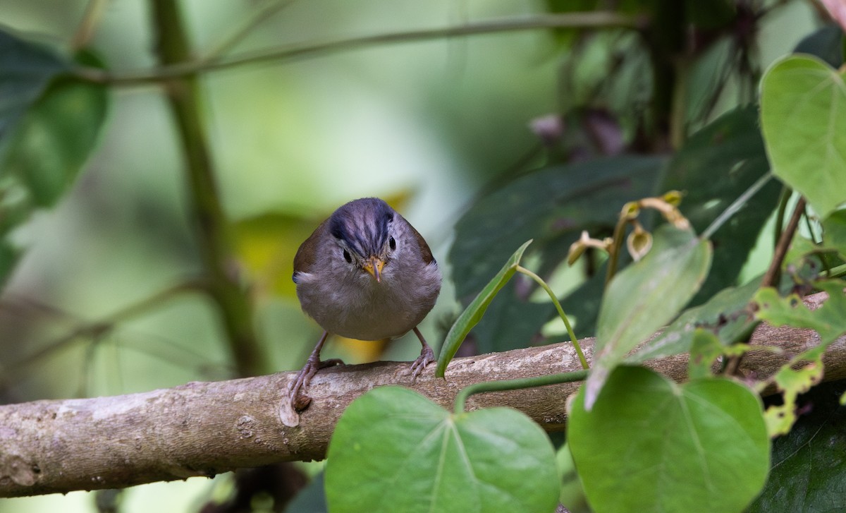 Blue-winged Minla - ML643368651