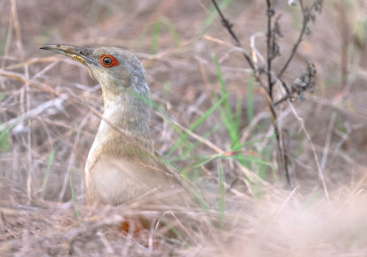Great Lizard-Cuckoo - ML643368653