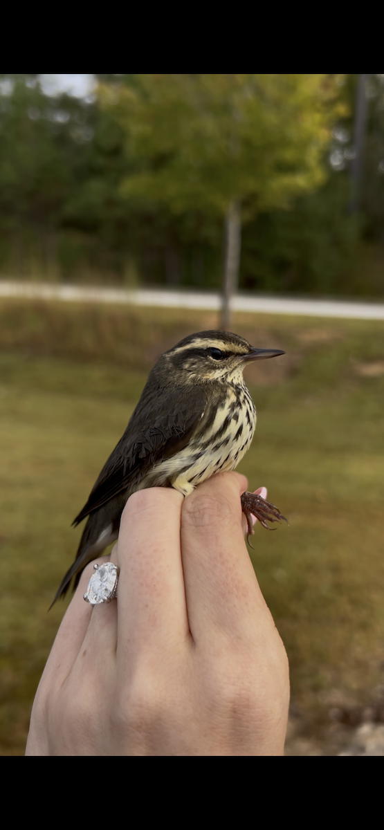 lesňáček olšový - ML643368695