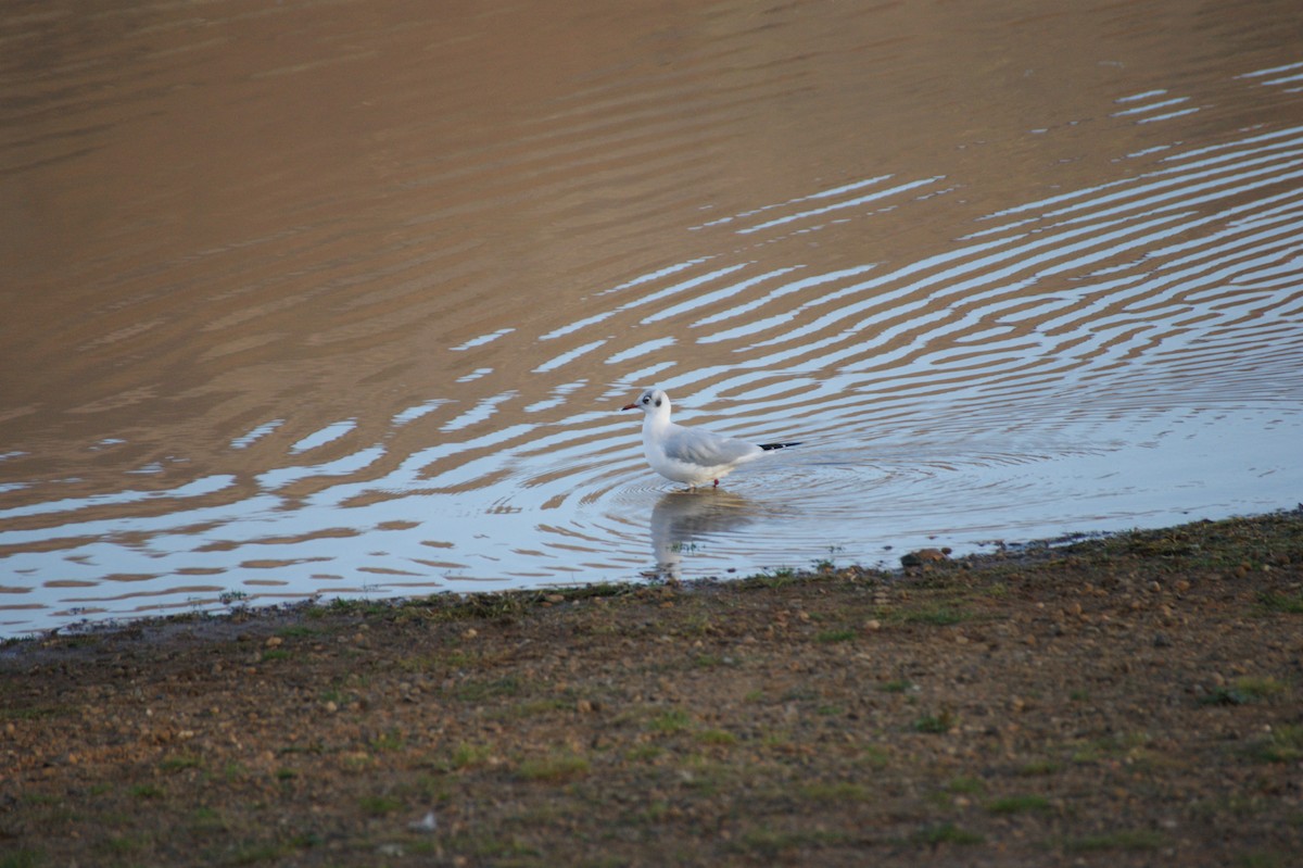 Antxeta mokogorria - ML643368752