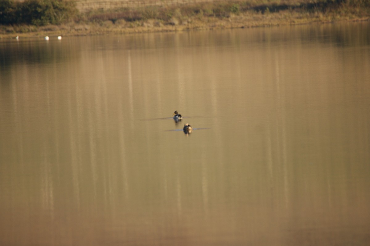 Basahatea - ML643368763