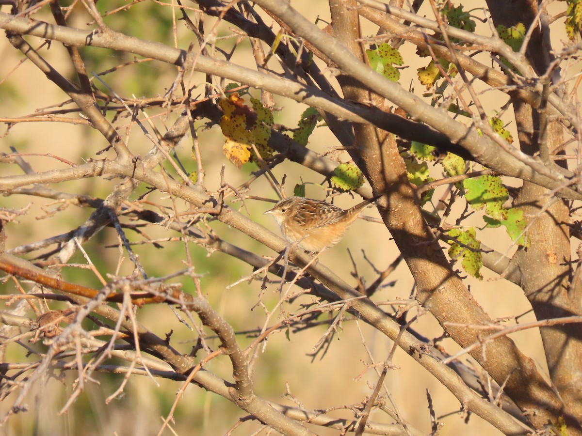 Sedge Wren - ML643368766