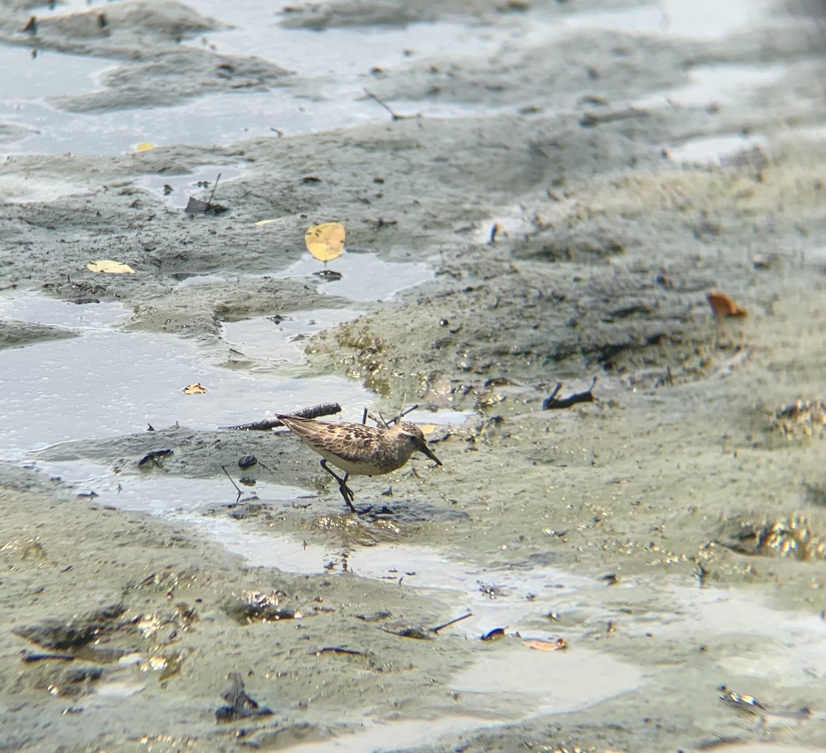 Semipalmated Sandpiper - ML643368805