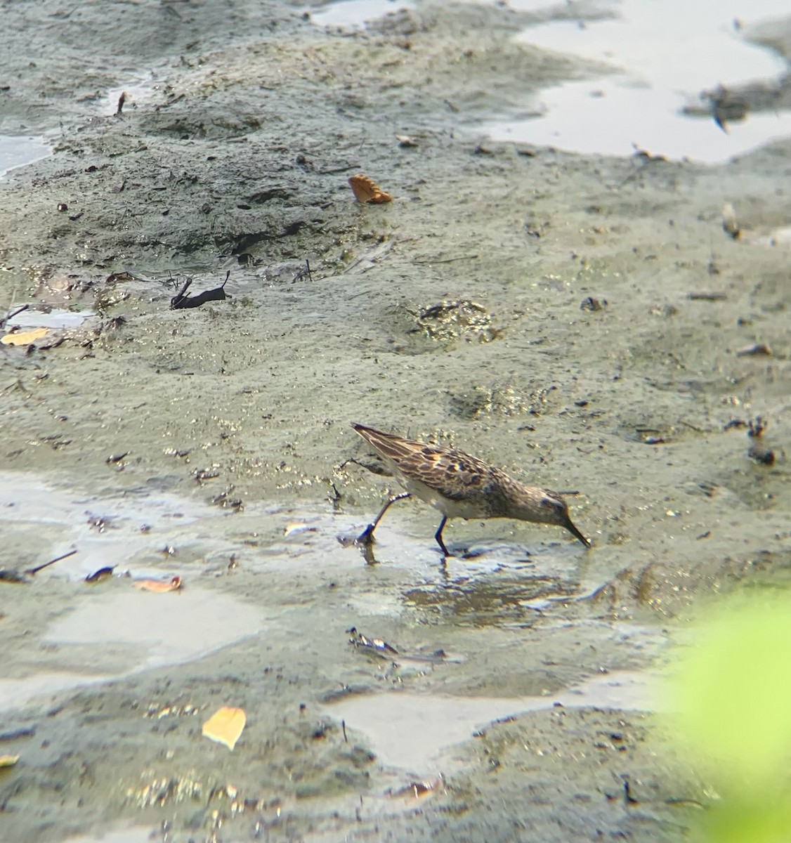 Semipalmated Sandpiper - ML643368806