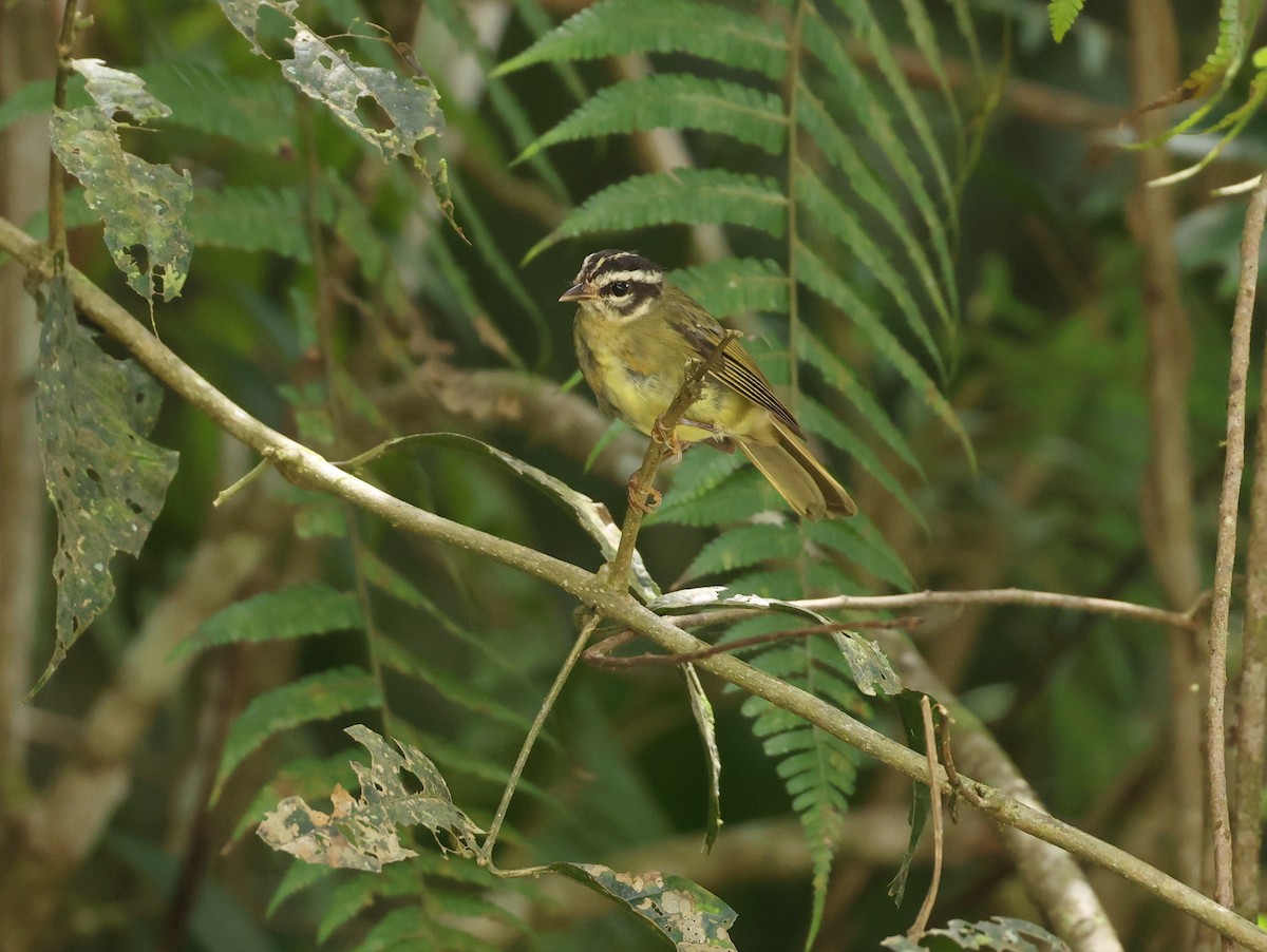 Three-striped Warbler (Three-striped) - ML643368808