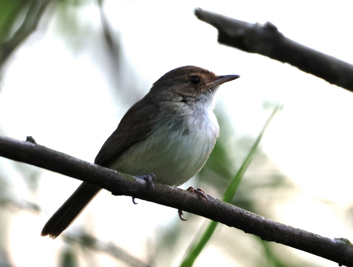 Fulvous-crowned Scrub-Tyrant - ML643368810