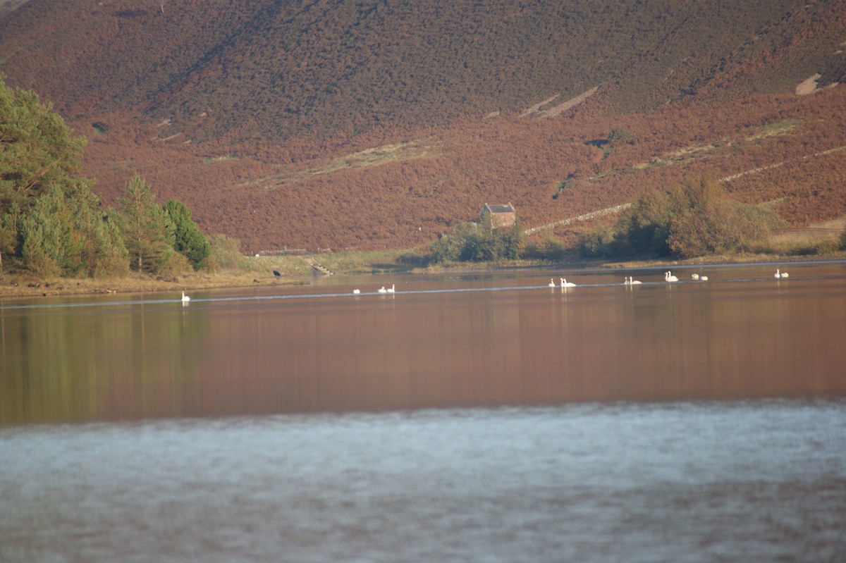 Beltxarga oihularia - ML643368812