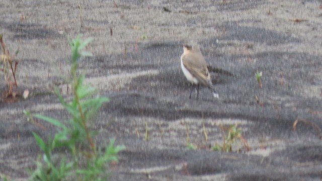 ハシグロヒタキ - ML643368827