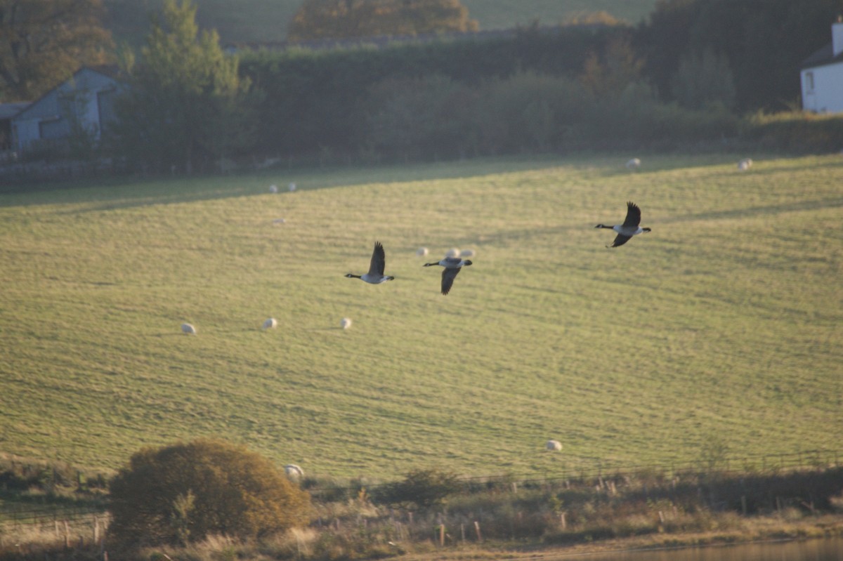 Branta kanadar handia - ML643368828