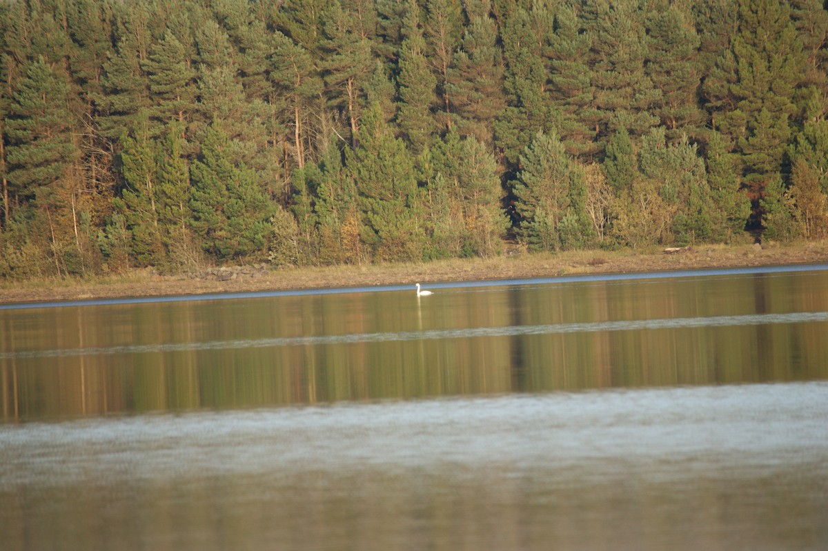 Beltxarga arrunta - ML643368836