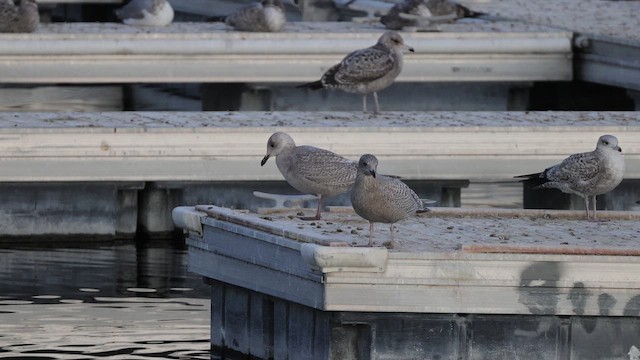 Iceland Gull (kumlieni) - ML643368839
