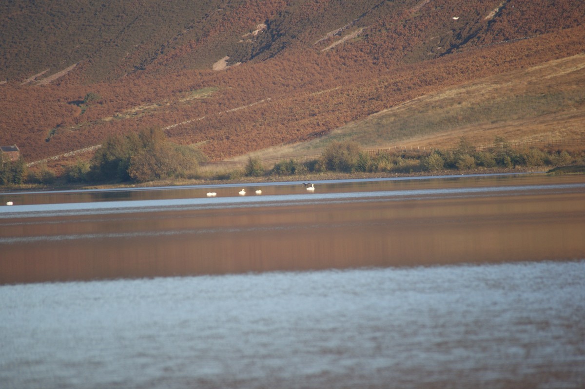 Beltxarga oihularia - ML643368842